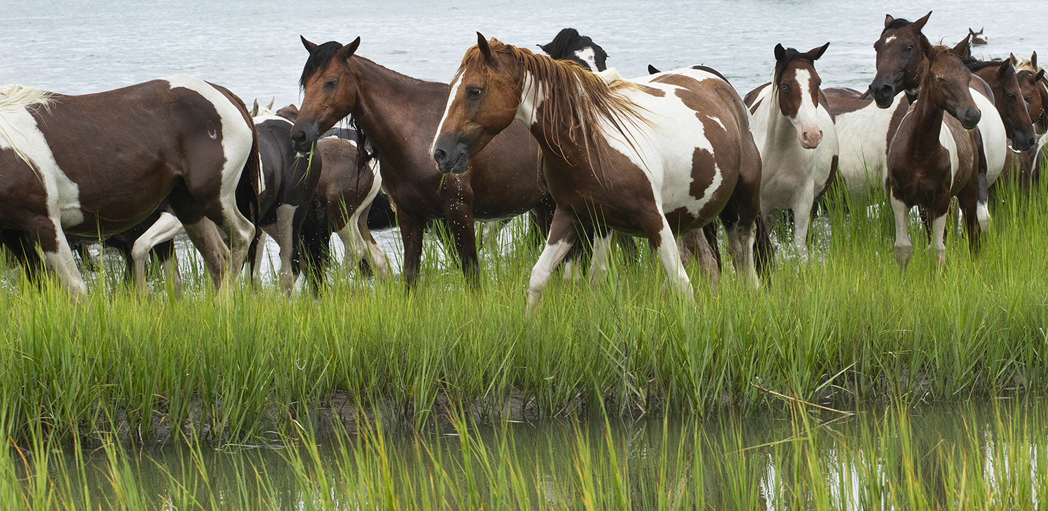 Chincoteague Wild Ponies : Richard Moore : Photographer : Photojournalist